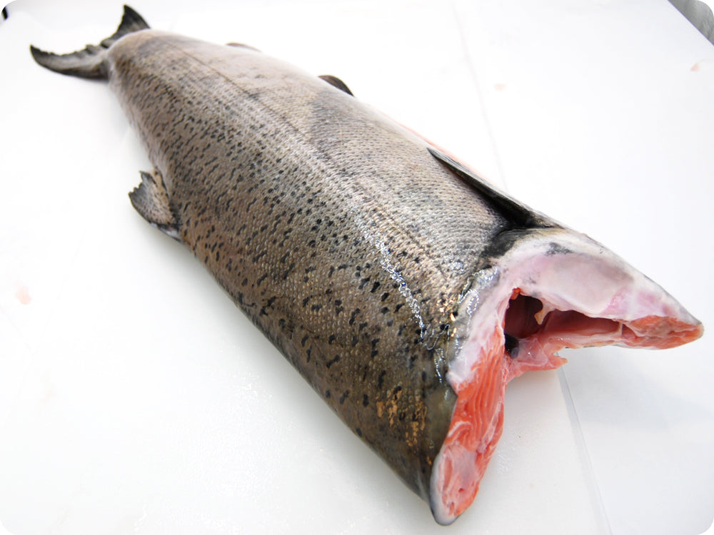 Whole Wild King Salmon (fresh, h/on) by the pound