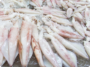 Fresh Squid (whole, uncleaned) by the pound